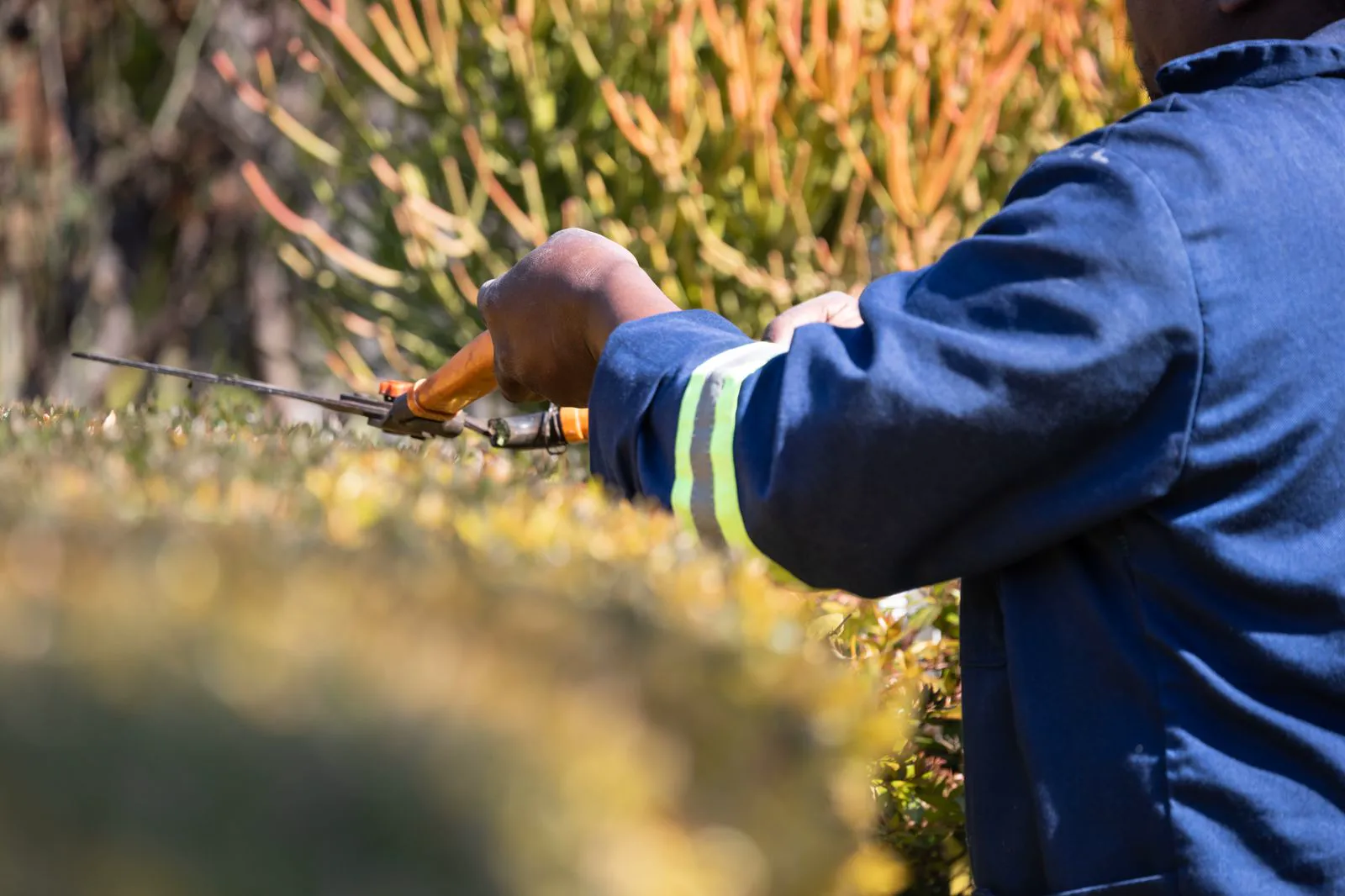Hecke schneiden mit der Handschere — Grundstückspflege im Garten